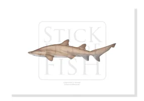 Greynurse Shark, Carcharias taurus Rafinesque 1810 - Fine Art Print