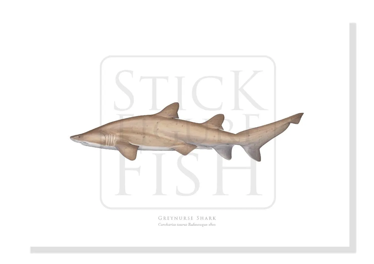 Greynurse Shark, Carcharias taurus Rafinesque 1810 - Fine Art Print